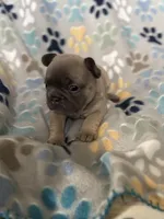 Willow, a female French Bulldog for sale in Richmond, VA – 3 of 9