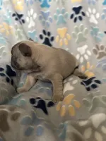 Willow, a female French Bulldog for sale in Richmond, VA – 8 of 9