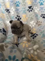 Willow, a female French Bulldog for sale in Richmond, VA – 5 of 9