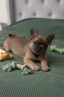 Willow, a female French Bulldog for sale in Richmond, VA – 2 of 9