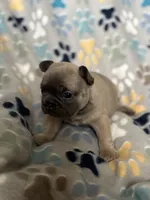 Willow, a female French Bulldog for sale in Richmond, VA – 6 of 9