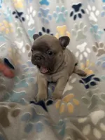 Willow, a female French Bulldog for sale in Richmond, VA – 7 of 9