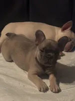 Willow, a female French Bulldog for sale in Richmond, VA – 1 of 9