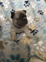 Willow, a female French Bulldog for sale in Richmond, VA – 4 of 9