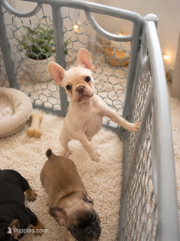 Nova – French Bulldog puppy for sale in Richmond, VA