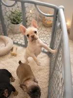 Nova, a female French Bulldog for sale in Richmond, VA – 4 of 8