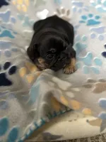 Black and Tan, a female French Bulldog for sale in Richmond, VA – 2 of 9