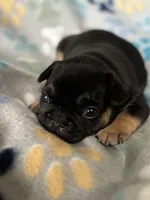 Black and Tan, a female French Bulldog for sale in Richmond, VA – 3 of 9