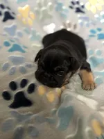Black and Tan, a female French Bulldog for sale in Richmond, VA – 5 of 9