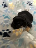 Black and Tan, a female French Bulldog for sale in Richmond, VA – 6 of 9