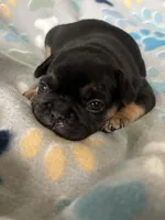 Black and Tan, a female French Bulldog for sale in Richmond, VA – 9 of 9