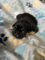 Black and Tan, a female French Bulldog for sale in Richmond, VA – 4 of 9
