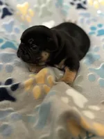 Black and Tan, a female French Bulldog for sale in Richmond, VA – 7 of 9