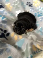 Black and Tan, a female French Bulldog for sale in Richmond, VA – 8 of 9
