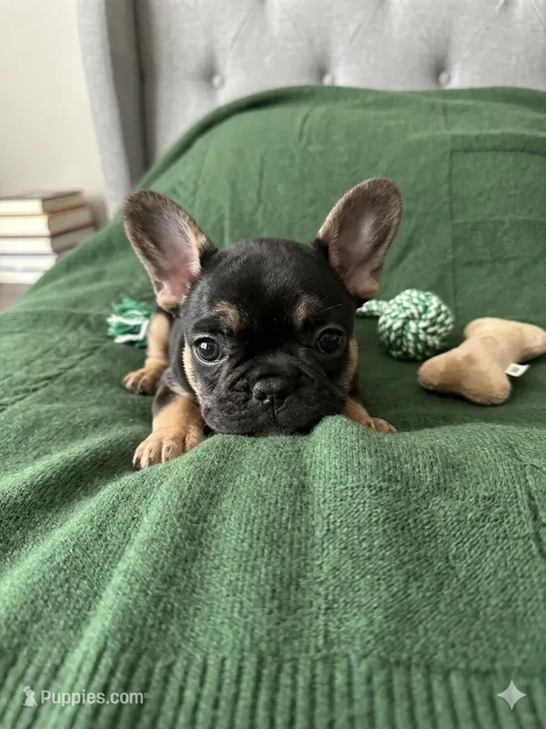 Black and Tan – French Bulldog puppy for sale in Richmond, VA