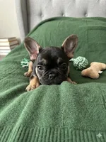 Black and Tan, a female French Bulldog for sale in Richmond, VA – 1 of 9