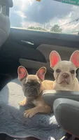 Willow, a female French Bulldog for sale in Richmond, VA – 3 of 9