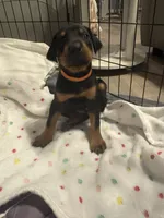 Orange collar , a male Doberman Pinscher for sale in Orlando, FL – 2 of 2