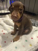 Purple collar , a male Doberman Pinscher for sale in Orlando, FL – 3 of 3