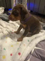 Purple collar , a male Doberman Pinscher for sale in Orlando, FL – 2 of 3