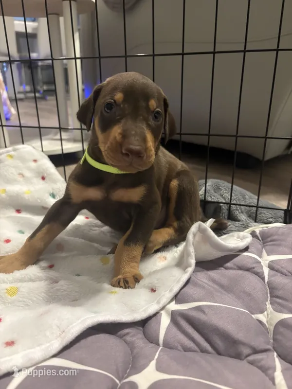 Green collar  – Doberman Pinscher puppy for sale in Orlando, FL