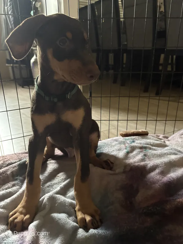 Green collar  – Doberman Pinscher puppy for sale in Orlando, FL