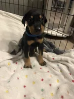 Blue collar , a male Doberman Pinscher for sale in Orlando, FL – 2 of 2