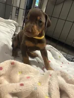 Yellow collar , a female Doberman Pinscher for sale in Orlando, FL – 3 of 3