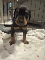 Grey collar , a male Doberman Pinscher for sale in Orlando, FL – 1 of 3