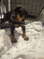 Grey collar , a male Doberman Pinscher for sale in Orlando, FL – 2 of 3