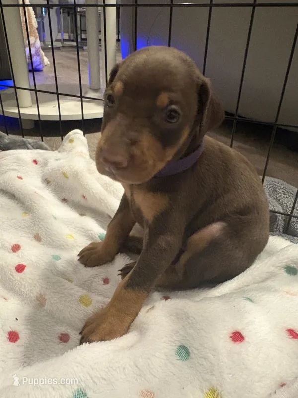 Purple collar  – Doberman Pinscher puppy for sale in Orlando, FL