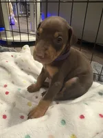 Purple collar , a male Doberman Pinscher for sale in Orlando, FL – 1 of 3