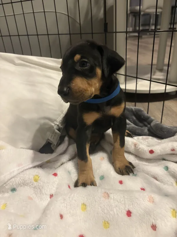 Blue collar  – Doberman Pinscher puppy for sale in Orlando, FL