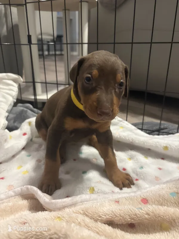 Yellow collar  – Doberman Pinscher puppy for sale in Orlando, FL