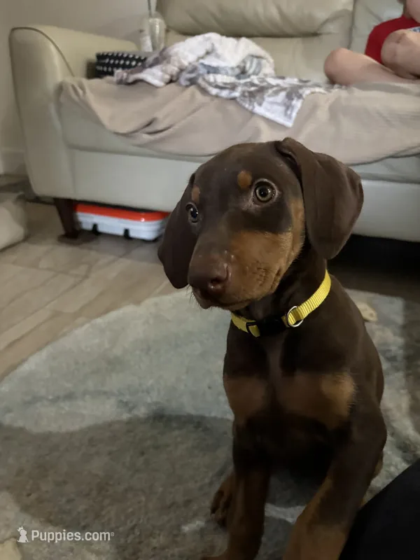 Yellow collar  – Doberman Pinscher puppy for sale in Orlando, FL