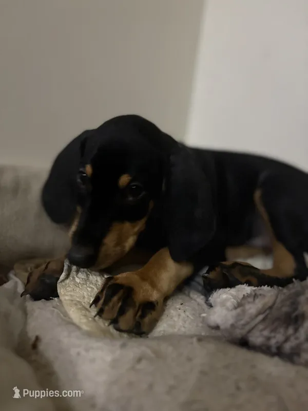 Grey collar  – Doberman Pinscher puppy for sale in Orlando, FL