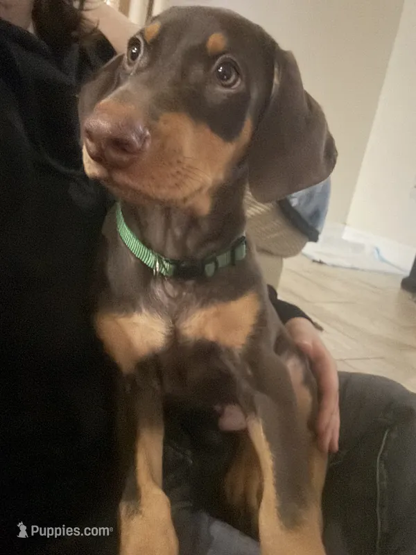 Green collar  – Doberman Pinscher puppy for sale in Orlando, FL