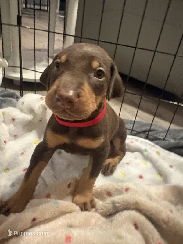 Purple collar  – Doberman Pinscher puppy for sale in Orlando, FL