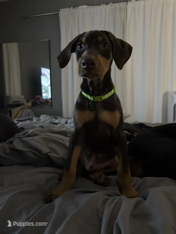 Green collar  – Doberman Pinscher puppy for sale in Orlando, FL
