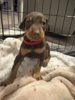 Red collar , a male Doberman Pinscher for sale in Orlando, FL – 2 of 3