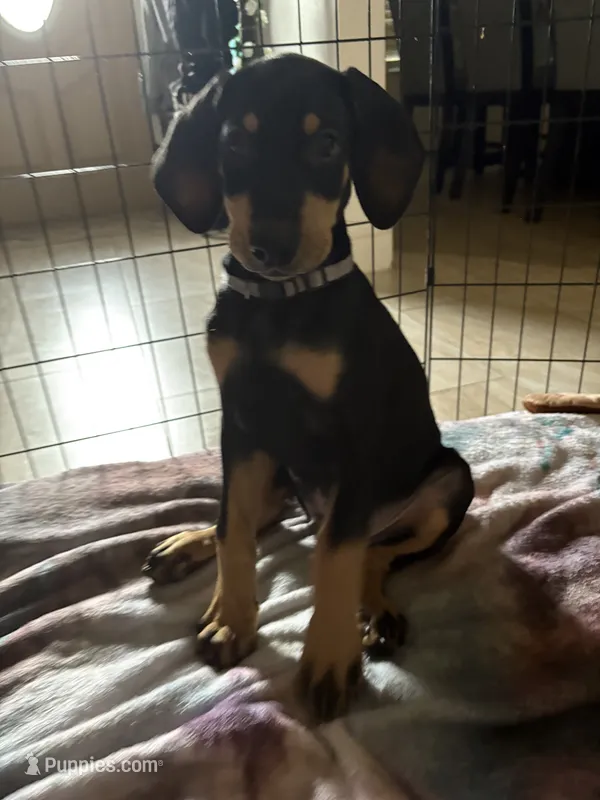 Grey collar  – Doberman Pinscher puppy for sale in Orlando, FL