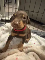 Red collar , a male Doberman Pinscher for sale in Orlando, FL – 3 of 3