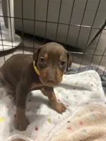 Yellow collar , a female Doberman Pinscher for sale in Orlando, FL – 2 of 3