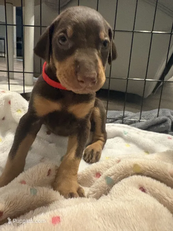 Red collar  – Doberman Pinscher puppy for sale in Orlando, FL