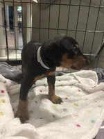 Grey collar , a male Doberman Pinscher for sale in Orlando, FL – 3 of 3
