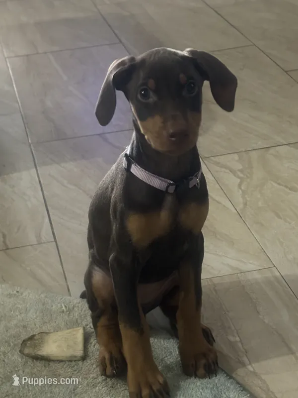 Doberman puppies  – Doberman Pinscher puppy for sale in Orlando, FL