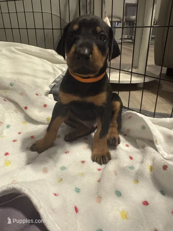 Orange collar  – Doberman Pinscher puppy for sale in Orlando, FL