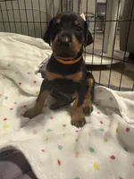 Orange collar , a male Doberman Pinscher for sale in Orlando, FL – 1 of 2