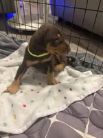 Green collar , a male Doberman Pinscher for sale in Orlando, FL – 2 of 2