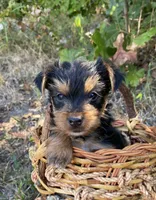 Yorkie Male Puppy , a male Yorkshire Terrier for sale in Mountain View, AR – 2 of 4